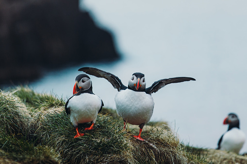 Group of a cute Puffin birds on the cliff at the east Fjords of Iceland