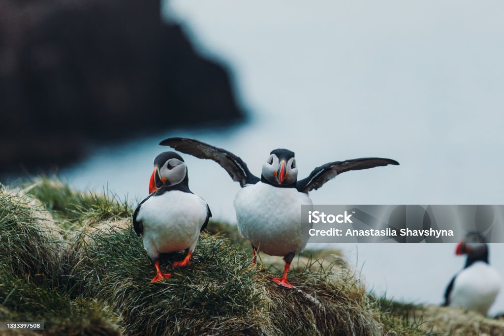 Beautiful Puffin bird during Midnight Sun in Iceland Group of a cute Puffin birds on the cliff at the east Fjords of Iceland Iceland Stock Photo