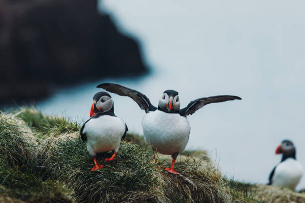 Beautiful Puffin bird during Midnight Sun in Iceland Group of a cute Puffin birds on the cliff at the east Fjords of Iceland puffin photos stock pictures, royalty-free photos & images