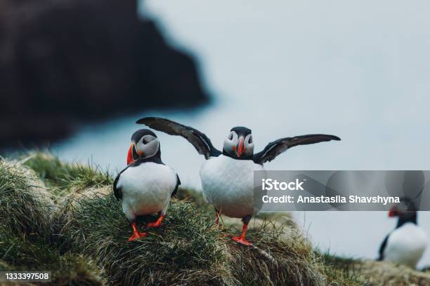 Beautiful Puffin Bird During Midnight Sun In Iceland Stock Photo - Download Image Now
