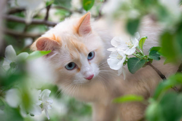 istock White cat in white apple tree flowers. White cat with blue eyes in a tree close-up. Harmony of animals and plants. The concept of pets 1333398008