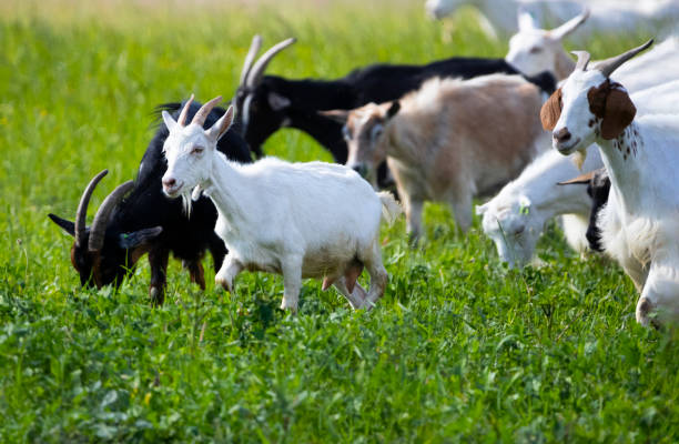 chèvres se promener dans le village, élevage d’animaux domestiques. élevage industriel, concept d’entreprise d’élevage, ferme avec des animaux, troupeau de chèvres paissent dans les champs, ils se nourrissent d’herbe dans la prairie - goat hoofed mammal living organism nature photos et images de collection