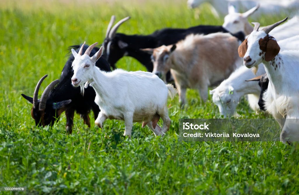 Goats Walk In Village Breeding Of Domestic Animals Industrial Animal  Husbandry Livestock Business Concept Farm With Animals Herd Of Goats Grazes  In Field They Feed On Grass In Meadow Stock Photo -