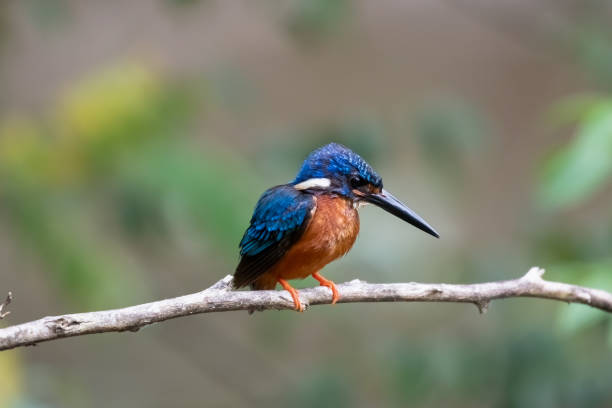 istock Blue eared kingfisher Alcedo meninting Thailand 1333398982