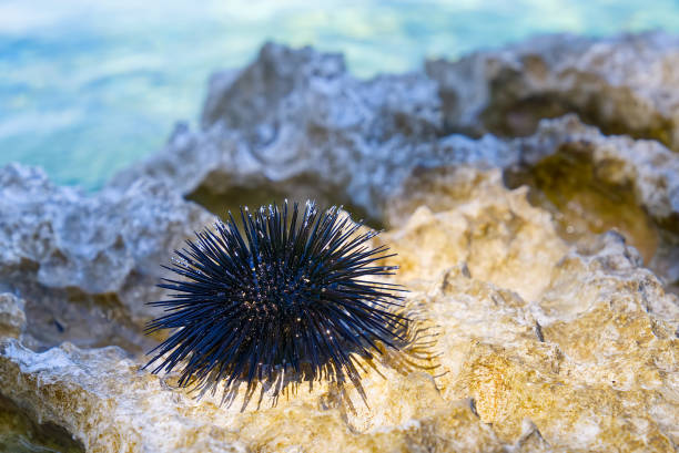 close-up sea urchin on rock with blue sea in background close-up sea urchin on rock with blue sea in background. Paracentrotus lividus sea urchin stock pictures, royalty-free photos & images