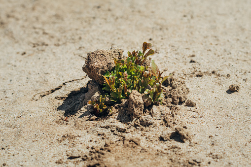 pequeños brotes verdes se acurren a través del suelo amarillo árido arenoso en la tarde de verano photo