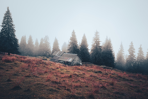 An sinister-looking abandoned wooden cabin emerges from the mist in a desolate mountain forest. Room for copy space.