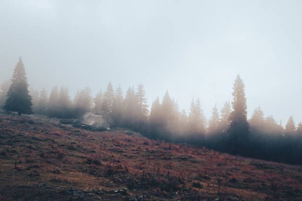 An sinister-looking abandoned wooden cabin emerges from the mist in a desolate mountain forest. Room for copy space.
