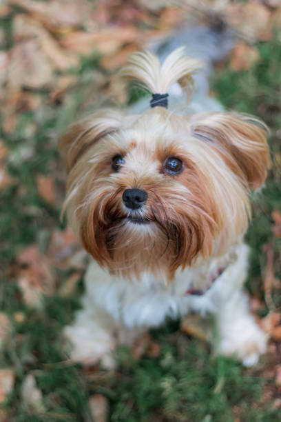 istock Young beautiful Yorkie dog with a ponytail on its head. 1333401419