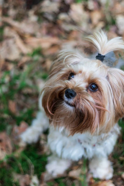 istock Young beautiful Yorkie dog with a ponytail on its head. 1333401423