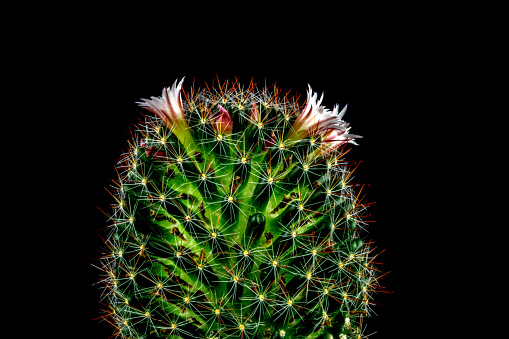 Small flowering cactus isolated on a black background