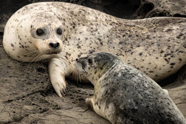 Harbour Seal and Pup