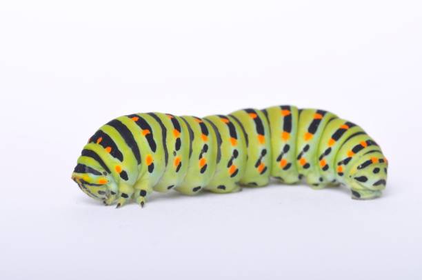 istock Swallowtail caterpillar on a white backgroung 1333402791