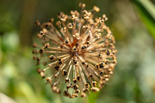 An allium plant which has flowered showing its seeds. The flower looks as if its hasbeen dried. The photograph was taken from above.