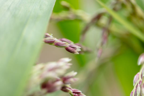 A corn plant's stamens are centred in the middle of the shot with others in the background. Various plants are defocussed.