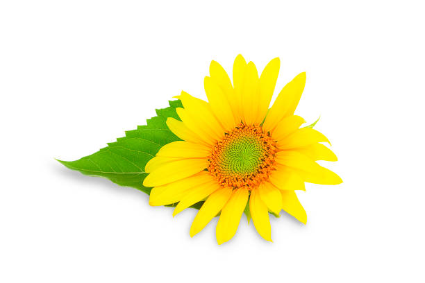 istock Blooming sunflower on a white background, sunflower isolate 1333405556