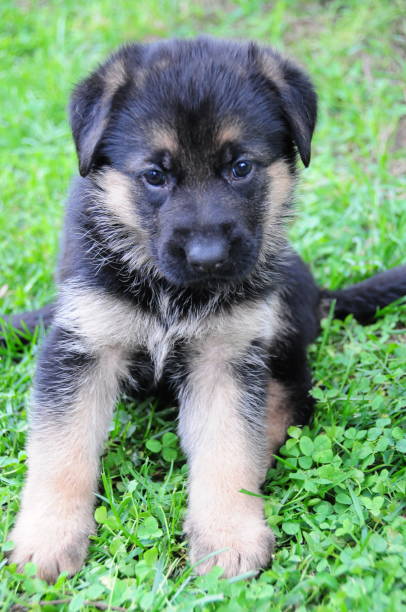 istock german shepherd puppy, german shepherd, puppy 1333405629