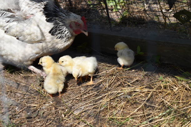 istock A hen with her baby chickens in a chicken coop. 1333409391