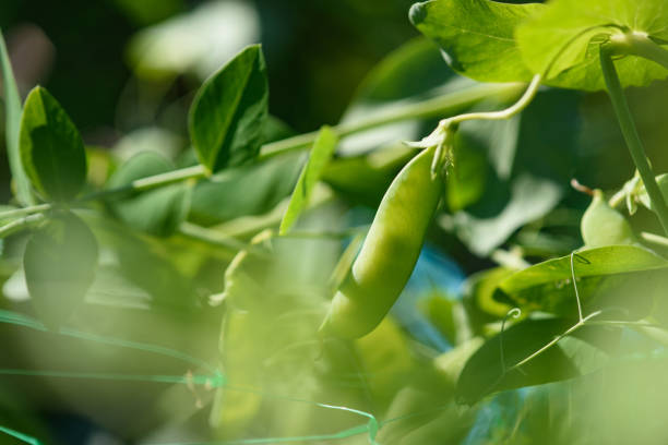 istock close up of green pea pods. 1333409493