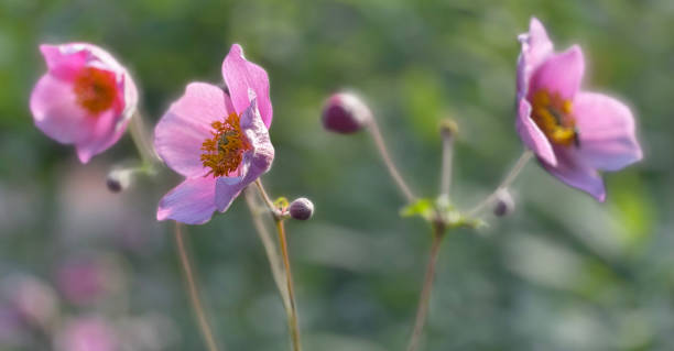 istock A pink autumn anemone with a blurred background 1333410390