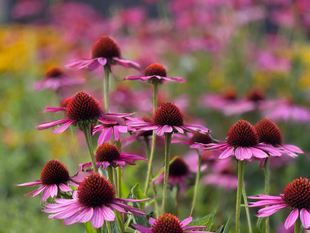 화단에 눈에 띄는 에키네시아 푸르퓨라 꽃 - alternative medicine herbal medicine echinacea herb 뉴스 사진 이미지