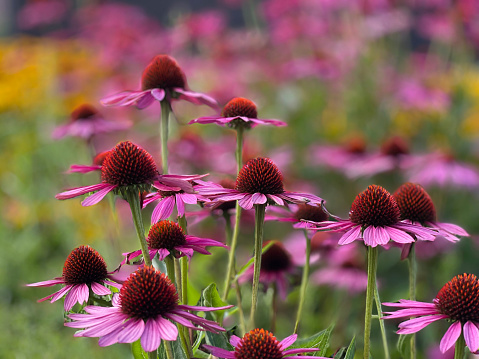 Colorful flowerbed with pink echinacea and yellow rudbeckia flowers.