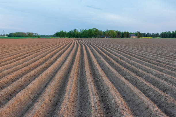 Large agricultural field with furrows running towards on village on the horizon