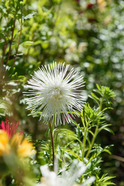 istock Close up of  white asters on flower bed. 1333410906