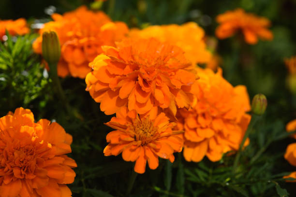 istock Close up of marigolds flowers 1333411075