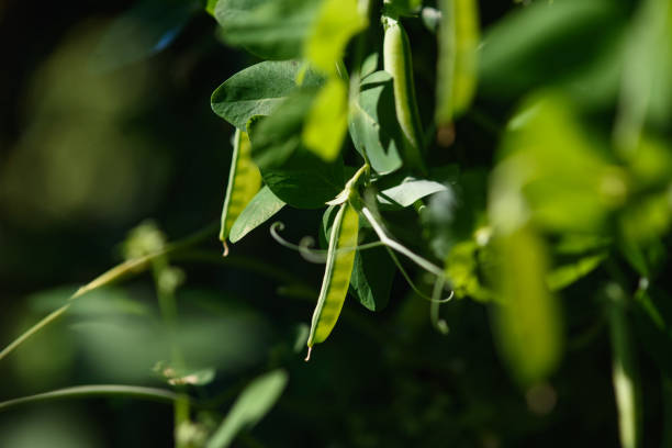 istock close up of green pea pods. 1333411193