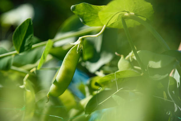 istock close up of green pea pods. 1333411242