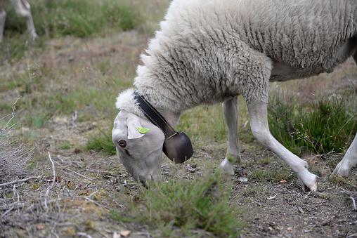 Veluwe heath sheep are used for natural grazing of heathland areas on the sandy soils of the Veluwe