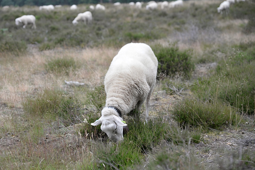 Veluwe heath sheep are used for natural grazing of heathland areas on the sandy soils of the Veluwe