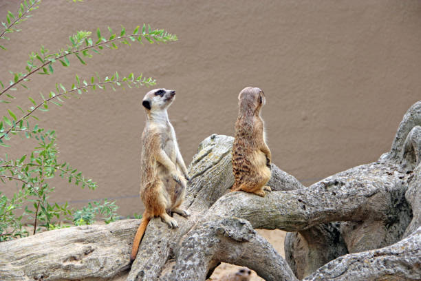istock Meerkats standing. Wary rodents standing on hind legs 1333416747