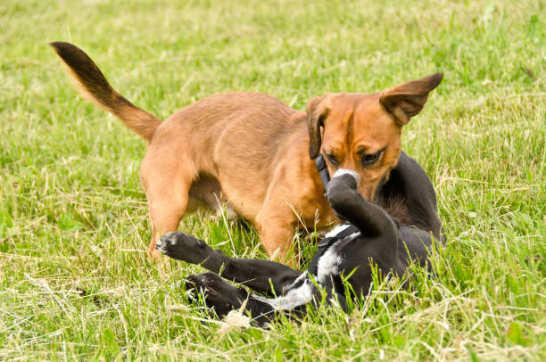 a cheerful black and an adorable brown puppy are running and playing together in the park stock photo