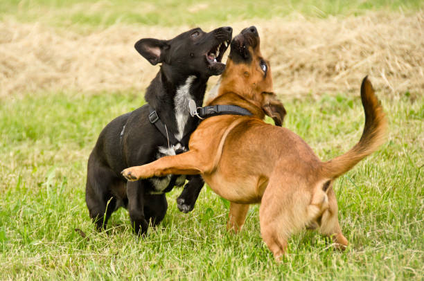 a cheerful black and an adorable brown puppy are running and playing together in the park stock photo