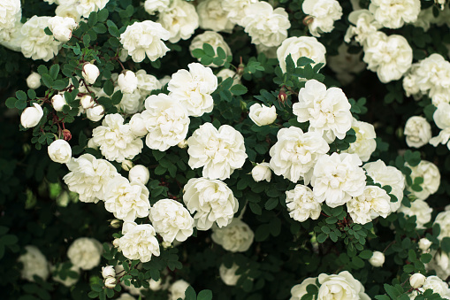 a bush with white roses. park rose. floral summer background.