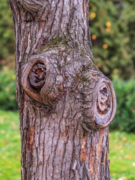 istock The texture of the bark of an old apple tree. Detailed bark texture. 1333419476