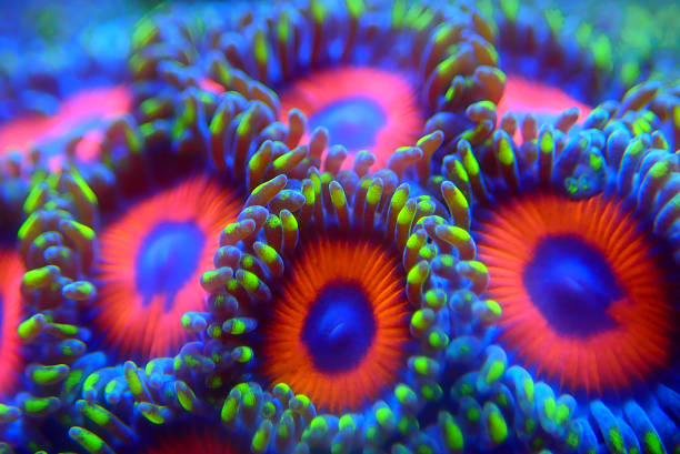 Zoanthid's polyps colonies are amazing colorful living decoration for every coral reef aquarium tank stock photo