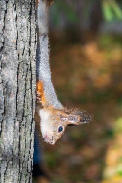 istock Portrait of a squirrel on a tree trunk 1333419661