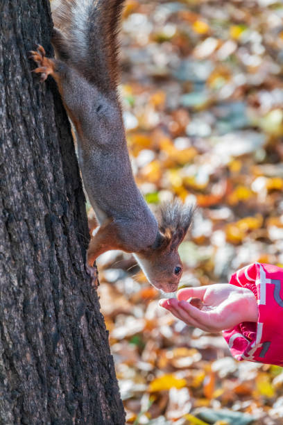 istock Girl feeds a squirrel with nuts in an autumn park. 1333419833
