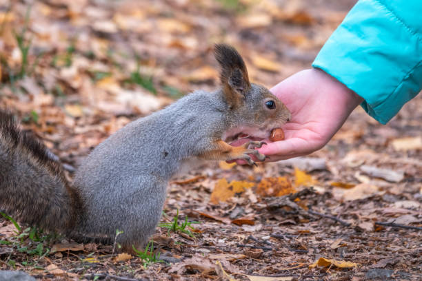 istock The boy feeds a squirrel with nuts from a hand in the wood 1333419936