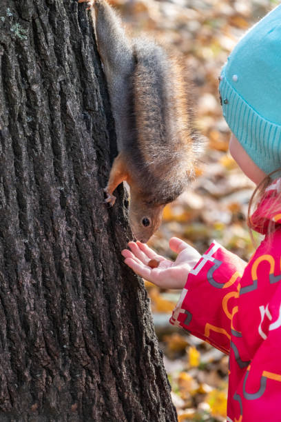 istock Girl feeds a squirrel with nuts in an autumn park. 1333419953
