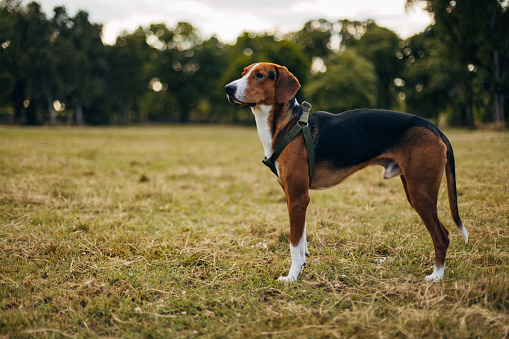 A black and tan Basset Hound, a short-legged breed of dog standing in an open area of an off-leash dog park