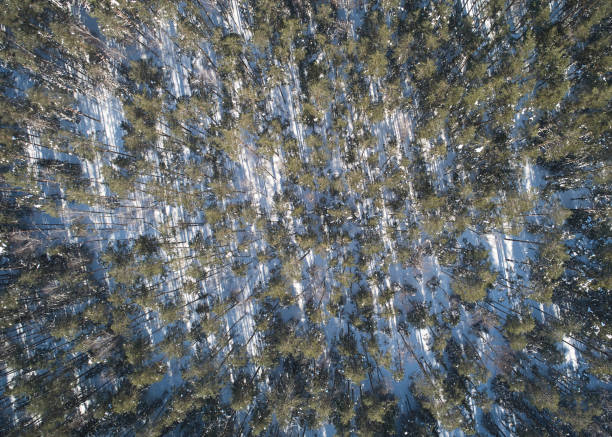 istock Green winter trees in snow background 1333422007