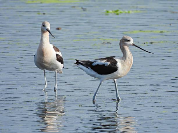 istock American Avocets (Recurvirostra Americana) in a Florida lake 1333423259