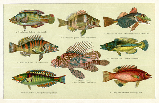 1. Crenilabrus Bailloni ( Baillon's wrasse is a species of wrasse native to the eastern Atlantic Ocean ) 2. Plectropoma puella 3. Prionotus tribulus 4. The painted comber ( Serranus scriba ) is a species of marine ray-finned fish, a sea bass from the subfamily Serraninae, classified as part of the family Serranidae which includes the groupers and anthias. 5. Pterois volitans - The red lionfish or zebrafish is a venomous coral reef fish in the family Scorpaenidae, order Scorpaeniformes 6. Labrus mixtus ( cuckoo wrasse ) 7. Julis annulatus 8. Cossyphus axillaris
Original edition from my own archives
Source : Brockhaus 1898