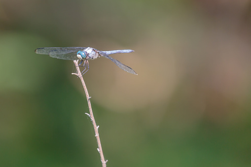 Great Blue Skimmer Dragonfly