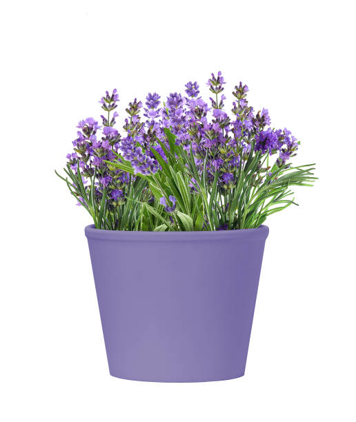 A small pail of lavender with a white stucco background... copy space.