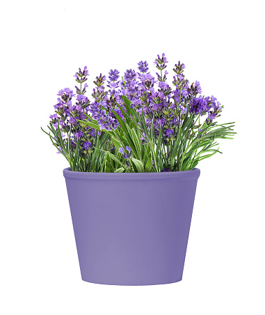 Pottery purple Pot of lavender flowers isolated on white background